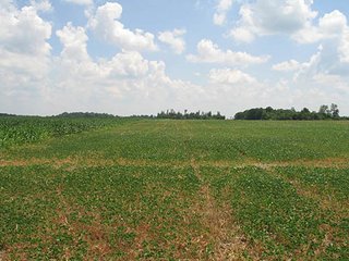 Property photo 4 - 180+/- Acres offered in 2 Tracts Land Auction, Highly Productive Tillable Cropland